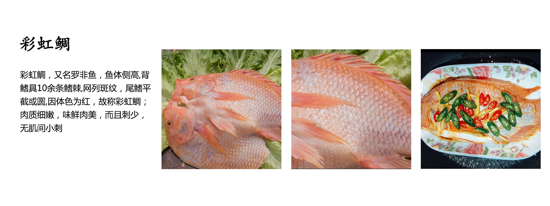 彩虹鲷.jpg